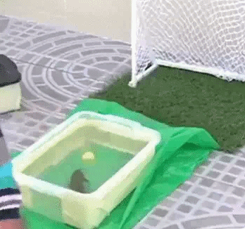 动图:先来一招有凤来仪