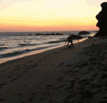 动图:克莱在海边与爱犬Rocco赛跑